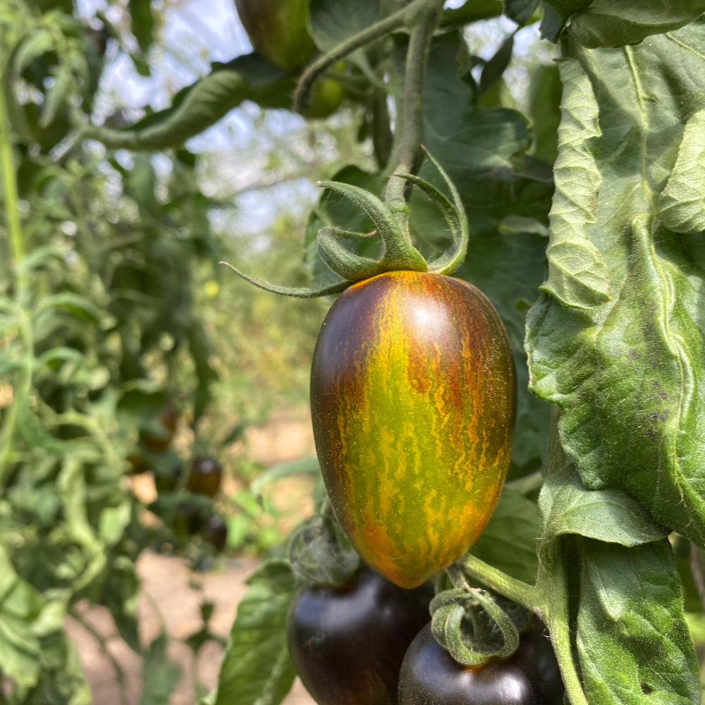 Saatgut / Samen von der Tomate Brad's Atomic Grape